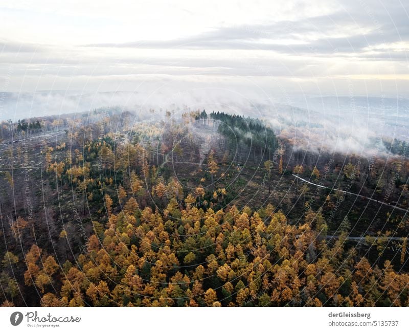Forest in fog with environmental damage in autumn Autumn Tree Aerial photograph UAV view Fog Clouds damages Environment Nature trees Morning Morning fog Air