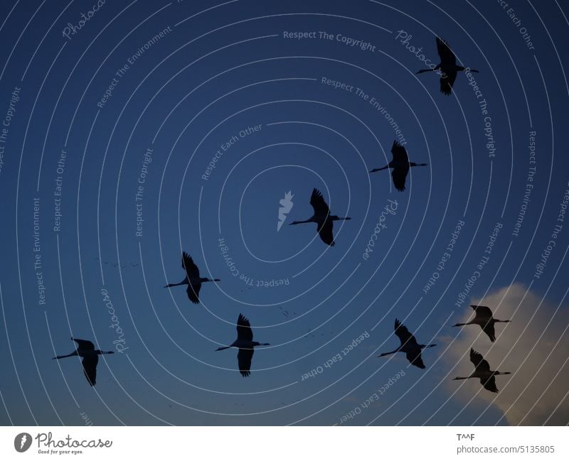 Flug der Kraniche – Kranichschar zieht am Abend zu den Schlafplätzen zurück Kraniche ziehen Vogel Vögel Zugvogel Schreitvogel Wildvogel Zugvögel Schreitvögel