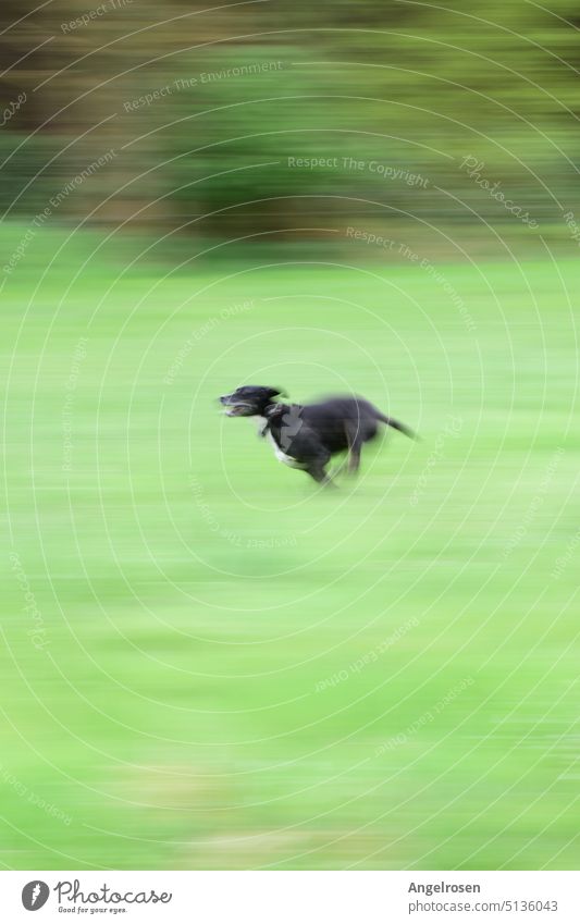 The black dog runs fast across the meadow Top speed Speed Dog Walking Animal Exterior shot Running Pet Grass Green Joy Action Nature