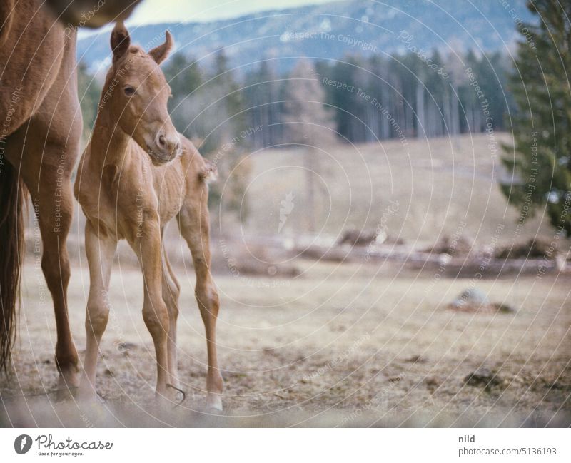 Very young foal stands with its mother Mare with foal mare Foal Horse Animal Nature Grass Landscape Farm animal Meadow Willow tree Brown Exterior shot