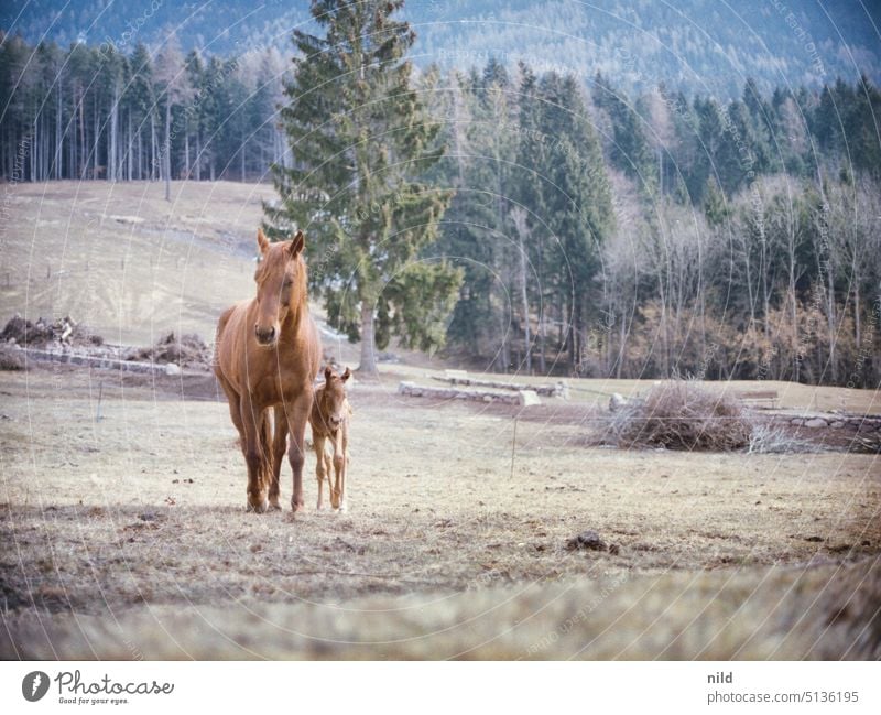 Proud mare with her foal Mare with foal Foal Horse Animal Nature Grass Landscape Farm animal Meadow Willow tree Brown Exterior shot Animal portrait Baby animal