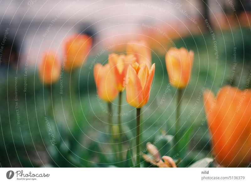 Orange tulip field tulips flowers blossoms Spring Blossom Green Plant Blossoming Tulip pretty Close-up Spring fever Flower Mother's Day Garden garden flower