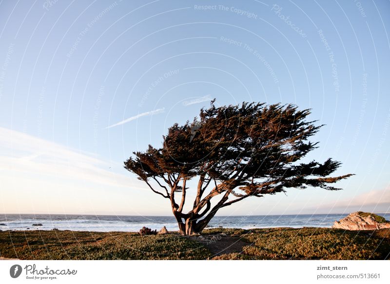 monterey tree Elements Sky Sunrise Sunset Wind Tree Coast Monterey California Deserted Stand Rebellious Strong Blue Brown Green Red Power Willpower Attentive