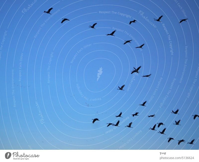 "Flugverkehr" – Kranichschar zieht am Abend zurück zu den Schlafplätzen Kraniche Kraniche ziehen Vogel Vogelzug Vögel Zugvogel Schreitvogel Wildvogel Zugvögel
