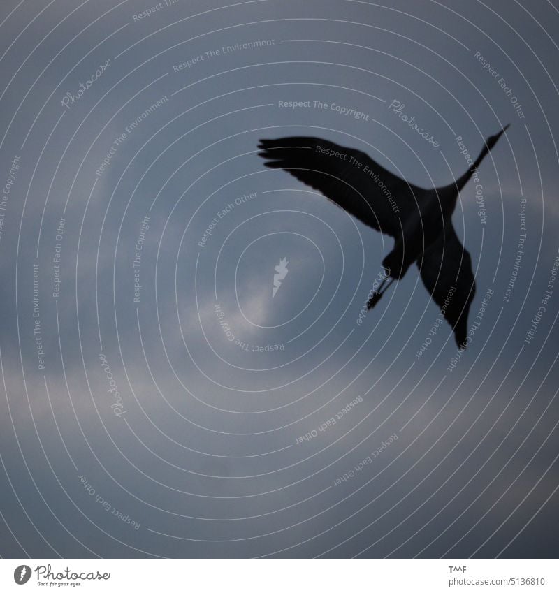 Überflieger – Kranich überfliegt den Fotografen Kraniche Kraniche ziehen Vogel Vögel Kranich von unten Kranich im Überflug Zugvogel Schreitvogel Wildvogel
