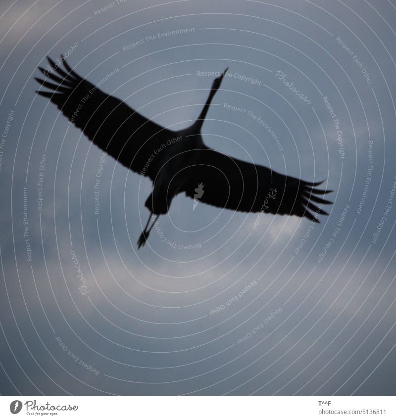 Überflieger – Kranich überfliegt den Fotografen Kraniche Kraniche ziehen Vogel Vögel Kranich von unten Kranich im Überflug Zugvogel Schreitvogel Wildvogel