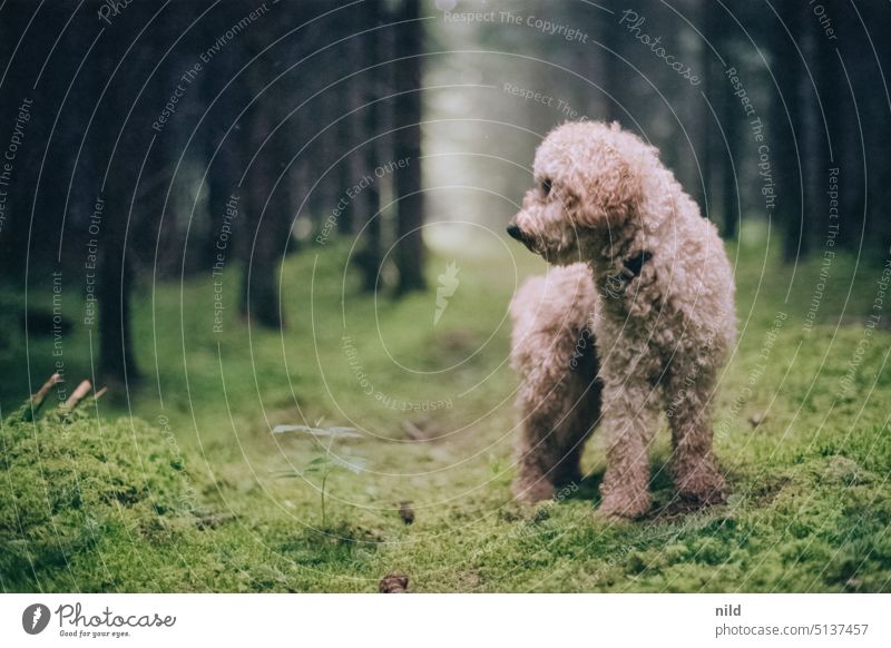 Beige brown small poodle in forest Nature Exterior shot Animal portrait Colour photo Forest Carpet of moss Analogue photo Kodak Environment Observe Dog Poodle