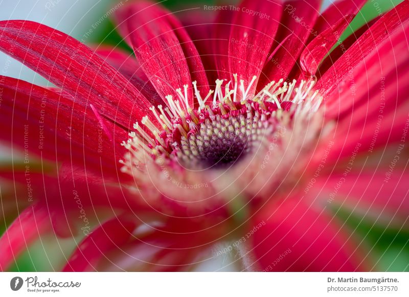 Red gerbera, inflorescence Gerbera Hybrids variety blossom Close-up Plant Flower Ornamental flower from South Africa composite asteraceae frost-sensitive