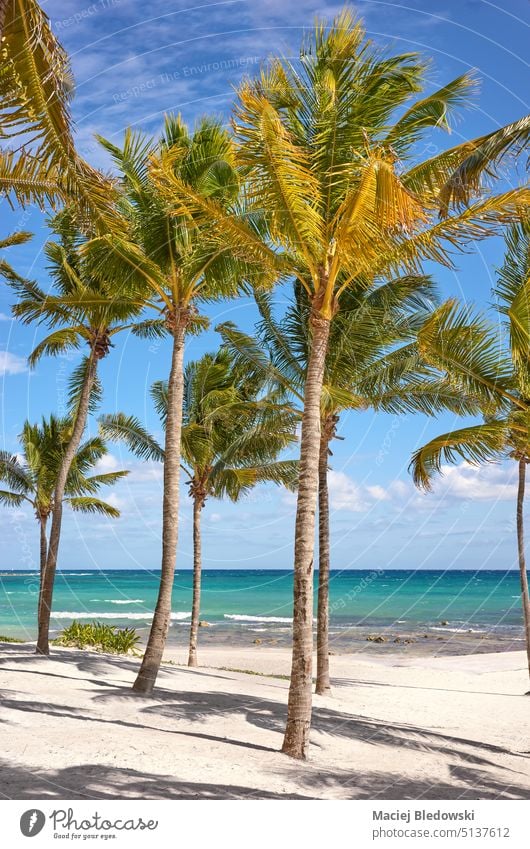 Beautiful Caribbean beach with coconut palm trees on a sunny day, Mexico. paradise summer beautiful nature getaway sand Yucatan vacation sea travel tropical sky