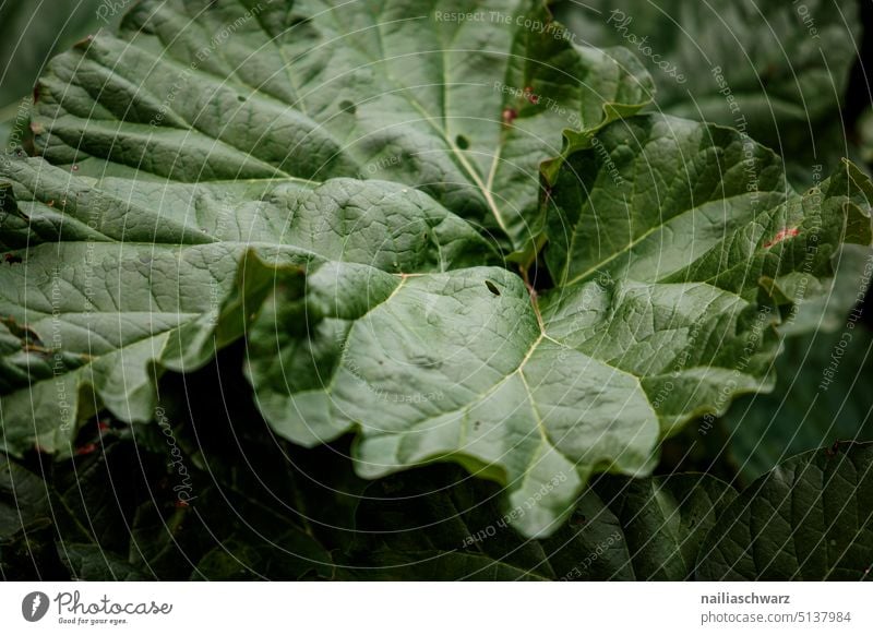 Common rhubarb leaf in the garden Plant Rhubarb Outdoors Sprout New Edible Gardening Growth Nutrition Agriculture seasonal Food Leaf Red Healthy leaves wax
