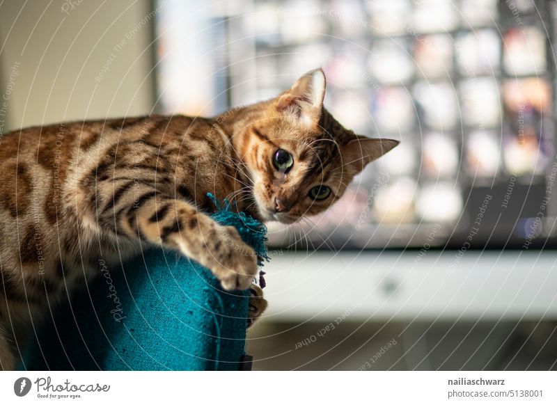 playful Bengal cat on the office chair. Turquoise Blue Break Computer Close-up Office worktable Office chair attention Colour photo Innocent Self-confident