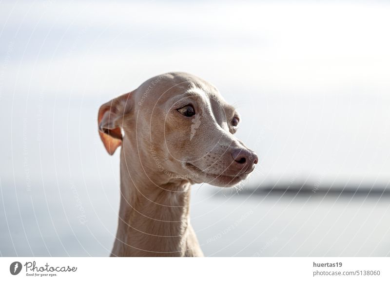 Italian Greyhound breed dog posing background white greyhound pet animal funny purebred canine domestic cute pedigree brown doggy lovely pedigreed front view