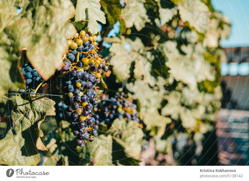 Ripe purple grapes. Vineyards at sunset light. Nature, winemaking concept. nature plant leaf outdoor vineyard color green agriculture background farm season