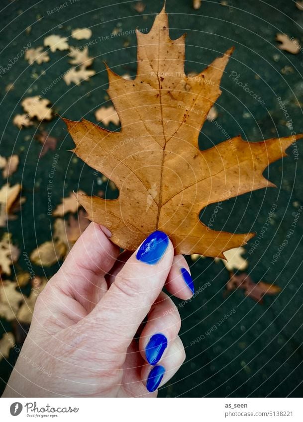 Blue and brown in autumn Brown Autumn foliage stop Nail polish style stylish Hand Fingers Thumb red oak Autumn leaves Foliage colouring Fashion bright blue