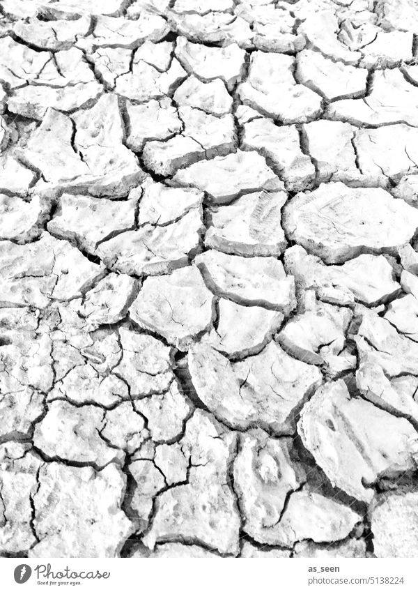 aridity Dry parched Ground Earth lilies cracks Black & white photo Drought Environment Climate Nature Climate change Summer Crack & Rip & Tear Hot Desert