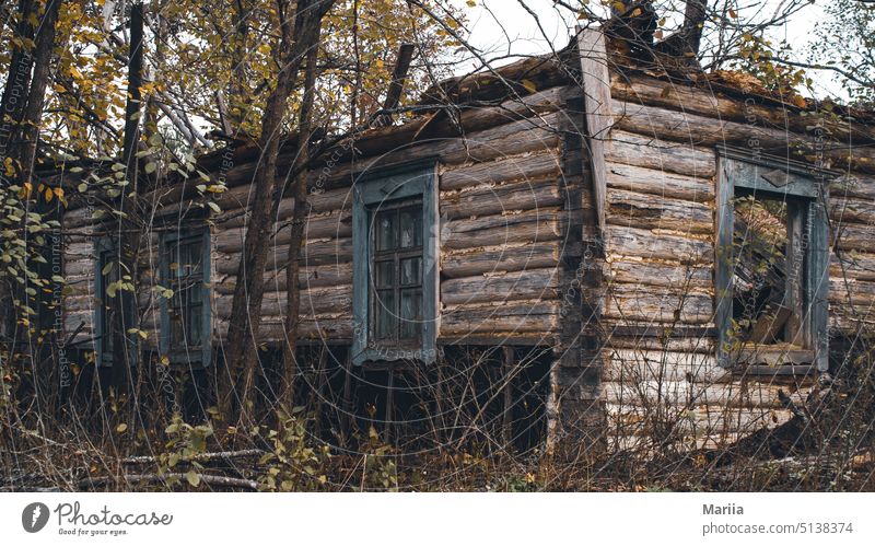 Abandoned Ukrainian wooden house trees bush wooden beams destroyed old Window frame blockhouse Autumn branches Log