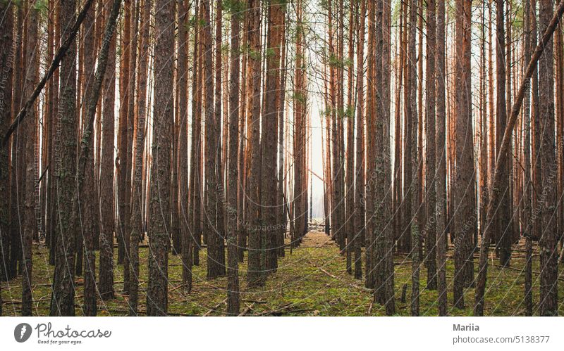 pine forest Jawbone Forest Landscape trees Direct needles Subsidiaries Moss Grass Perspective Light Tree bark