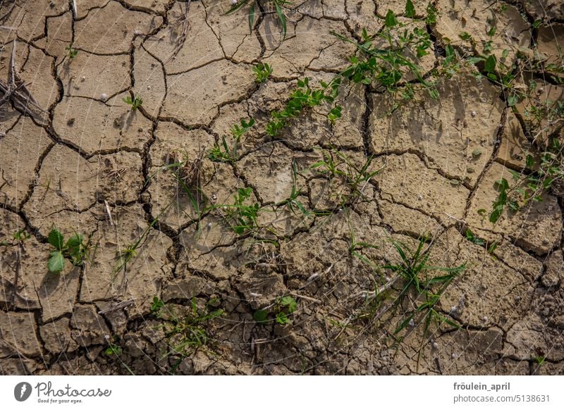 Thirst | soil torn open by drought aridity Environment Climate change Earth Dry Nature Ground Surface Crack & Rip & Tear heating ardor Climate Catastrophe