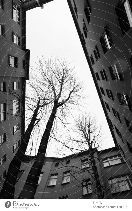 Backyard with trees Berlin Prenzlauer Berg 2023 unrefurbished Winter Tree Architecture Day Downtown Old building Window Old town Capital city Town