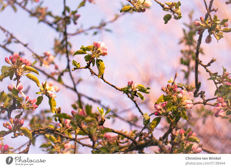 The apple tree blooms! apple tree blossoms Apple tree Spring pink-white Pink Tree Blossom Blossoming Close-up Spring fever spring blossoms Spring colours