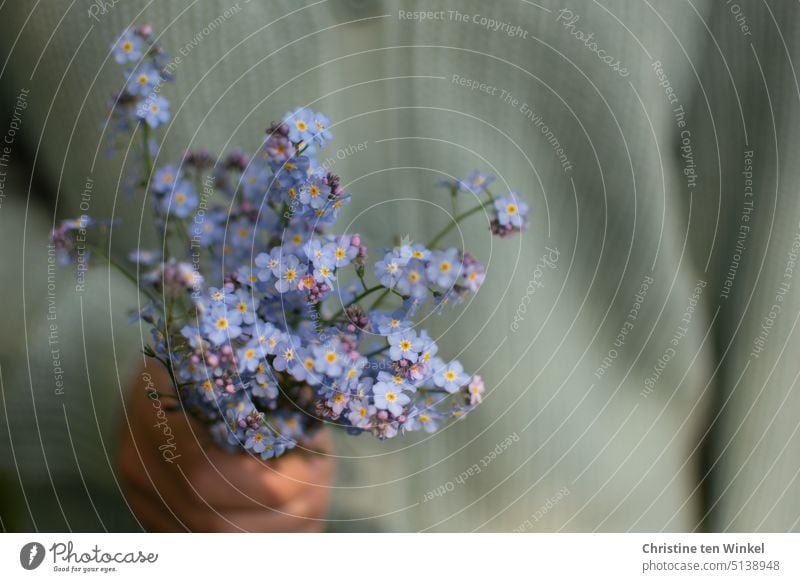 close to nature | a small bouquet of forget-me-nots in the hand of a young woman Forget-me-not Blossoming Flower Blue Bouquet Hand stop To hold on