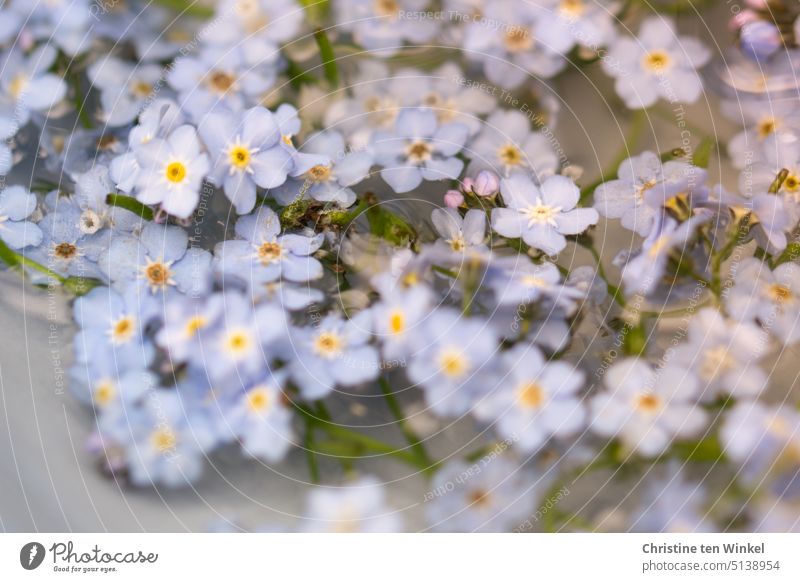 delicate light blue forget-me-not flowers lie in a bowl with water Forget-me-not Blossoming Flower Blue blurriness Myosotis Romance Close-up pretty romantic