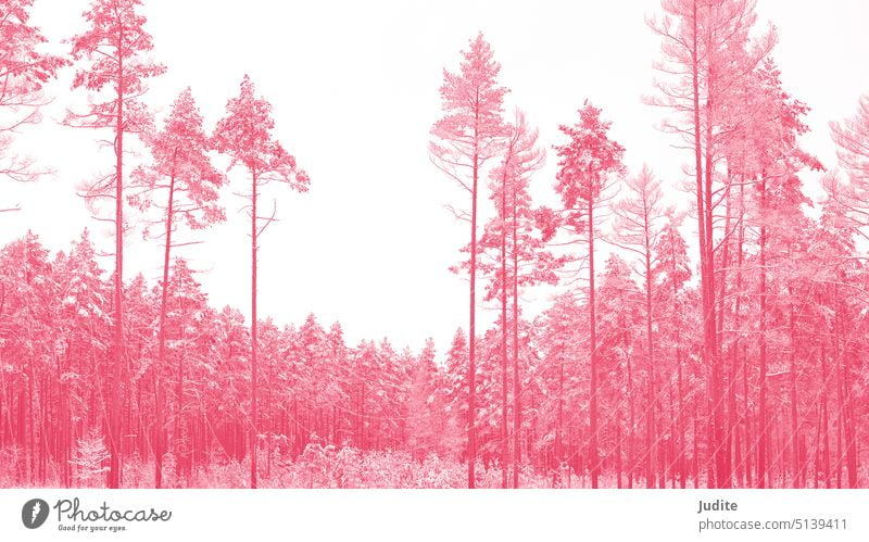 Pine forest with isolated trees in viva magenta hue Adventure background pretty Branch Christmas Climate Cold Colour December Environment Fir tree Forest Frost