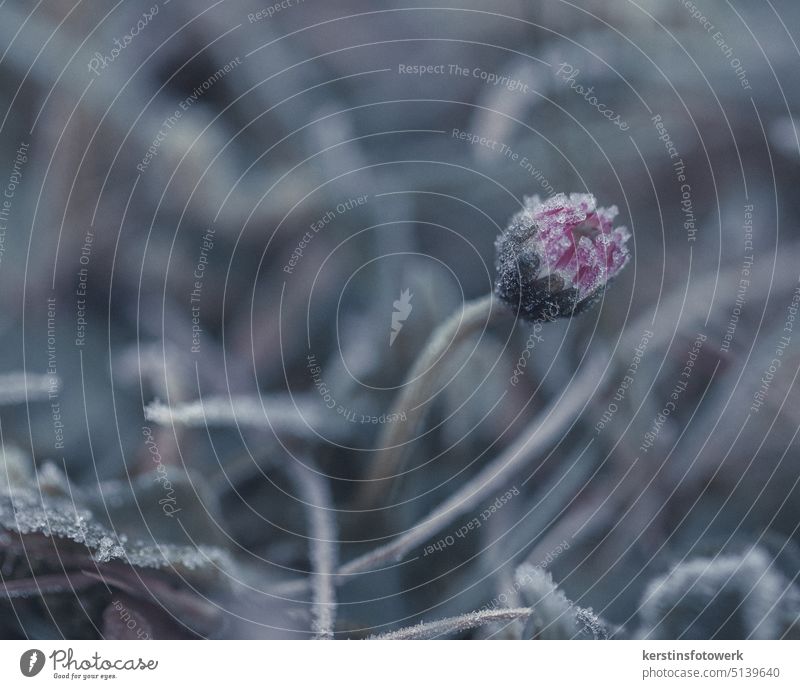Daisies in frost Daisy Flower Blossom Meadow Grass Plant Close-up Flower meadow Exterior shot Garden Colour photo Deserted Shallow depth of field Frost