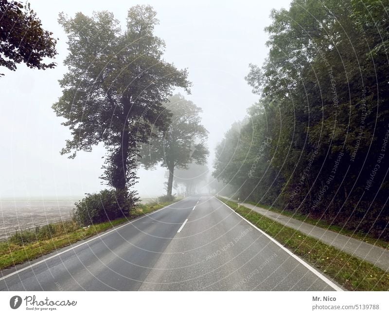 Fog is coming up Street Country road Traffic infrastructure Road traffic Lanes & trails Asphalt Tree Cycle path two lanes Drive into the countryside Out of town