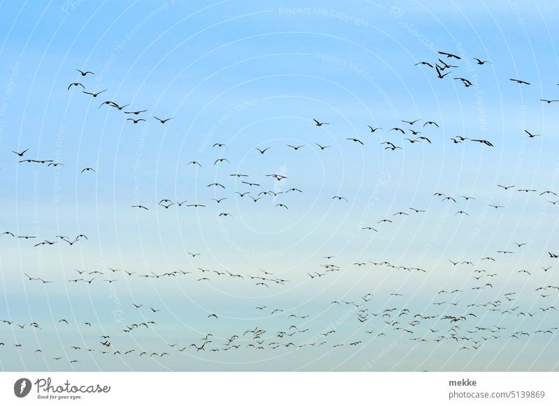 Together to the goal wild geese birds Sky Flock of birds Freedom Flight of the birds Migratory bird bird migration Flying Formation flying Migratory birds