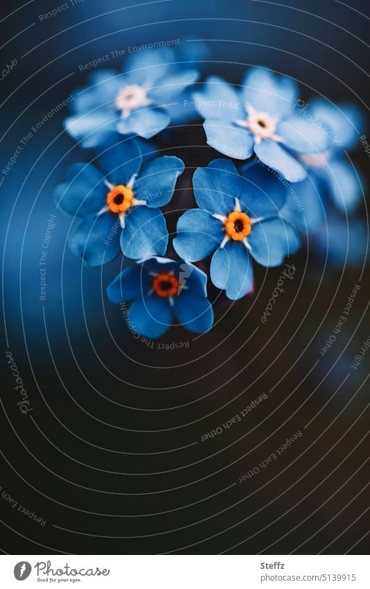 unforgettable Forget-me-not Myosotis little flowers come into bloom petals Blue ornamental Unforgettable naturally spring flowers Spring Flowering