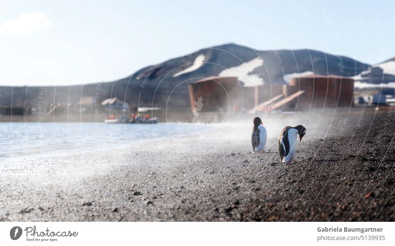 Penguins on steaming black volcanic sand. In the background, the remains of an abandoned Norwegian electoral fishing station, with huge rusted potion kettles for cooking and storing whale oil.