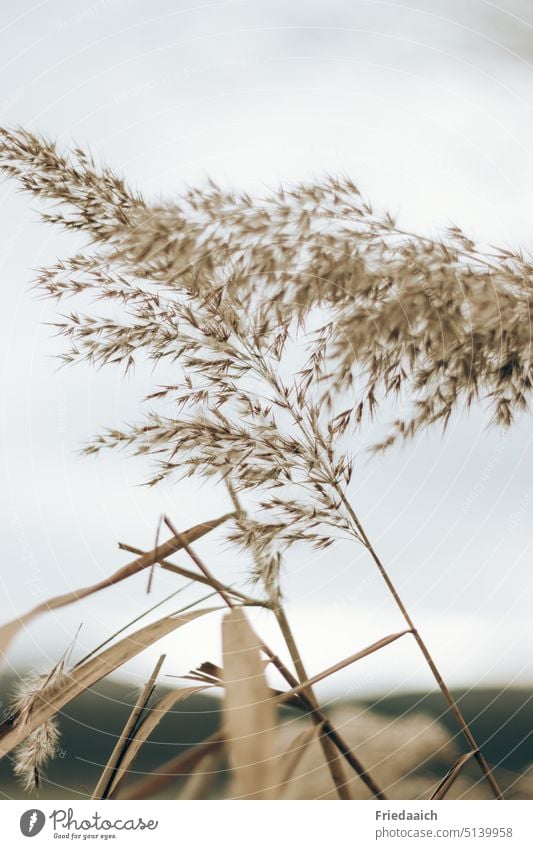 Dry ornamental grasses in nature as a detail photo Ornamental grass Nature Landscape Sky grey-blue Plant Exterior shot Colour photo Day Environment Field Brown
