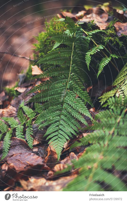 Green fern on forest floor with brown leaves Fern Farnsheets Plant Nature Forest Foliage plant Wild plant Environment naturally Woodground Colour photo