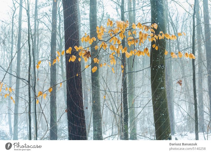 Orange leaves on a branch in a foggy winter forest tree wood season landscape nature white snow beautiful outdoor weather scene orange cold frost background day