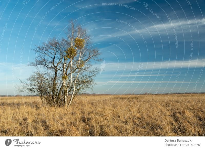 Trees among the dry grasses of a wild meadow and white clouds on the sky, Nowiny, Poland tree blue nature landscape season day sunny outdoor spring background