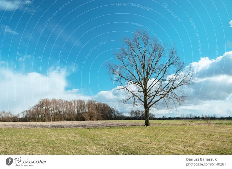 Large oak tree without leaves in the meadow leaf nature sky landscape green environment season spring blue countryside natural big trunk park large grass