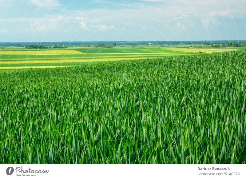 View of the green growing wheat in a huge field, Staw, Poland rural large nature growth plant sky agriculture background environment summer horizon horizontal