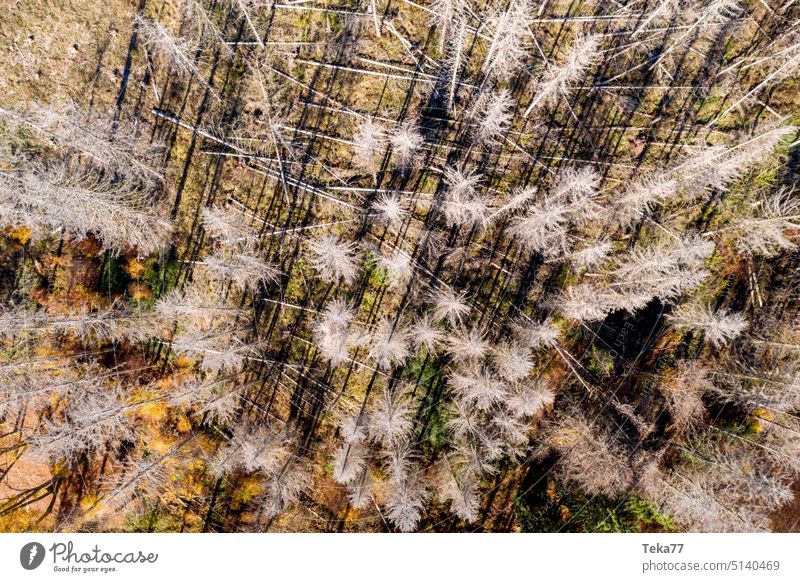 Dead Forest dead forest dead forest from above Climate change Bark-beetle Nature Hot Tree trees spruces Spruce forest