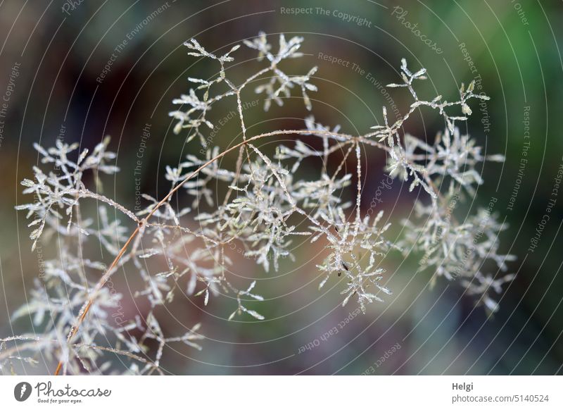 filigree grass with ice crystals Grass blade of grass Ice crystal Hoar frost Winter chill Frost Delicate Cold Frozen Freeze Exterior shot Deserted Close-up