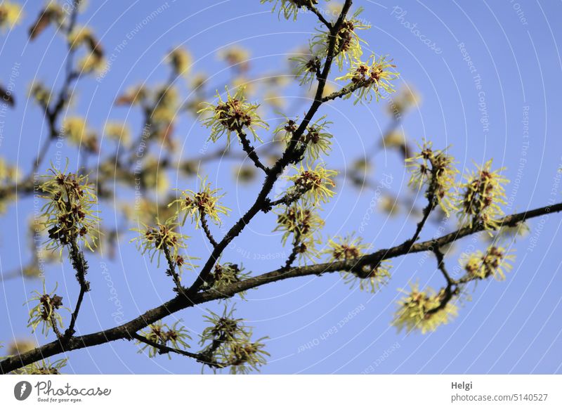 Winter flowers - branches with witch hazel flowers against blue sky Hamamelis japonica shrub Twig Witch hazel flower winter bloom medicinal plant homeopathy