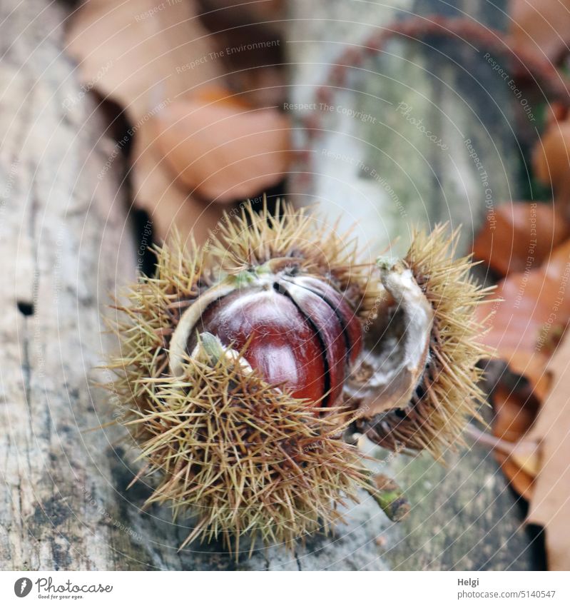 ripe chestnuts in a burst spiny shell lie on a tree trunk Chestnut Fruit Autumn Sheath Thorny Broken open Mature Tree trunk Nature Deserted Colour photo