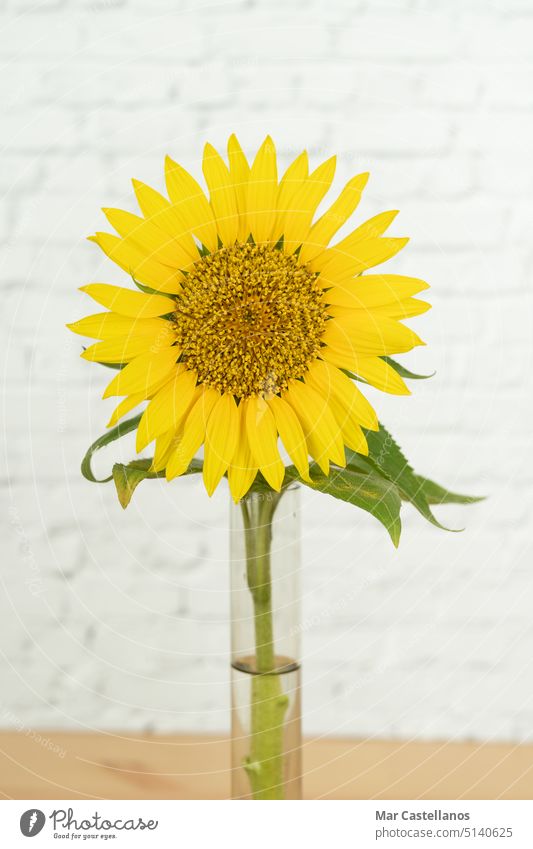 Sunflower flower on white background. Copy space. Vertical Photo. sunflower wall background yellow large flower ornament decoration vertical nature sunny detail