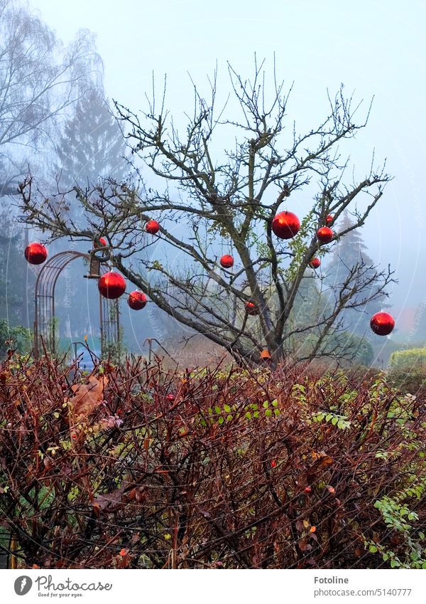 Who says that only fir trees can decorate themselves with Christmas tree baubles at Christmas? This bare tree has dressed up properly. Large red baubles adorn its leafless branches. The firs in the background pale with envy.