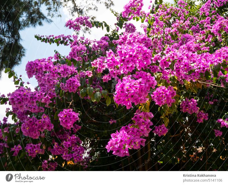 Nyctaginaceae. Bougainvillea glabra purple flowers on the beautiful big tree in botanical garden floral pink spring bougainvillea background beauty blooming