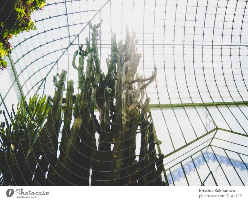 High prickly cactus succulents in a botanical garden. Greenhouse with glass ceiling background botany green nature plant desert natural sharp cacti closeup