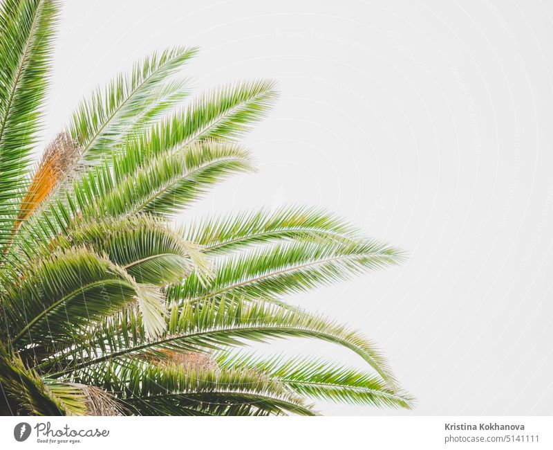 Tropical abstract background. Part of palm tree on white. Copy space. nature tropical plant green leaf coconut branch foliage trunk botany flora isolated lush