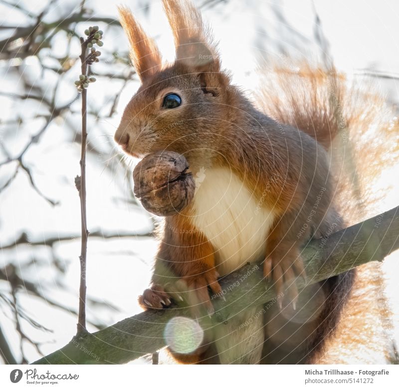 Squirrel with a nut in its mouth sciurus vulgaris Animal face Head Eyes Nose Ear Muzzle Paw Claw Tails Nut food To feed nibble To enjoy Nutrition