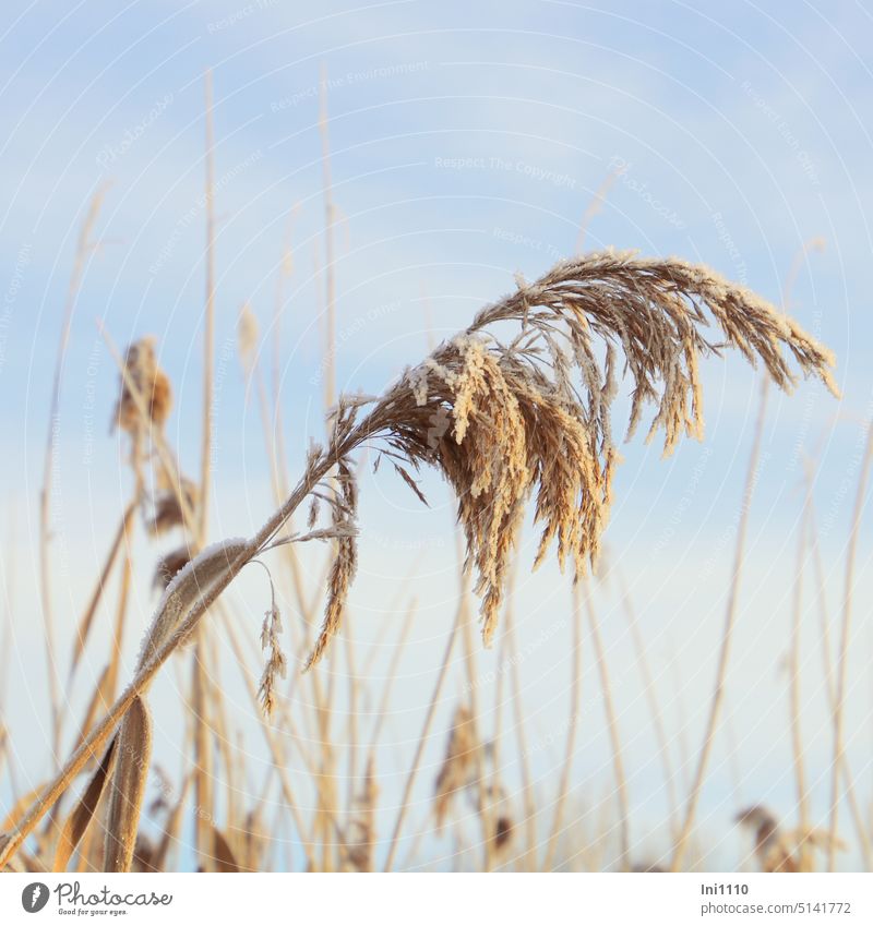 Fruit stand from reed with hoar frost Winter sunshine Frost Hoar frost Plant Pond plant shore plant Common Reed Marsh grass panicle grass Phragmites australis