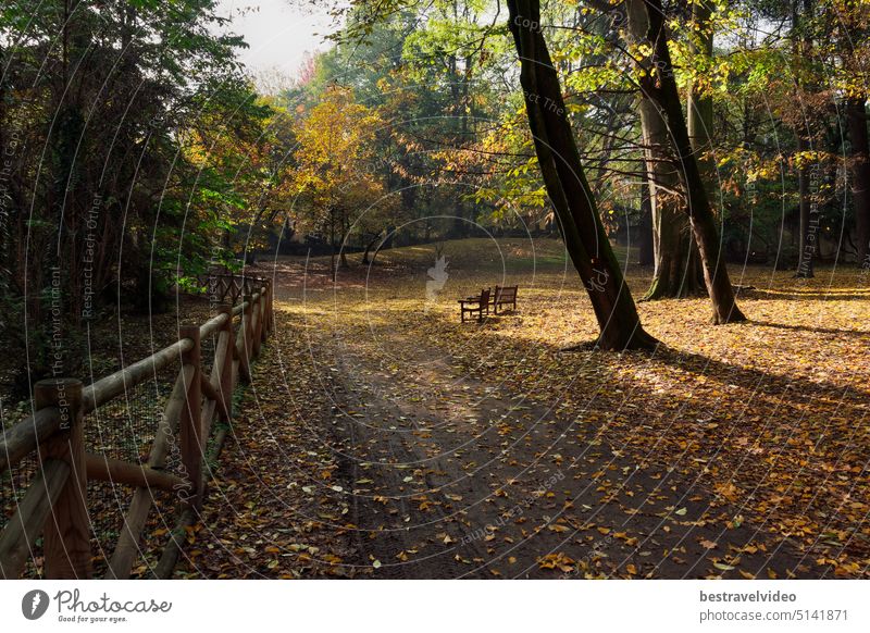 Empty wooden benches at a park with fallen leaves around trees during fall in Villa Belgiojoso Bonaparte garden Milan, Italy. Park during fall